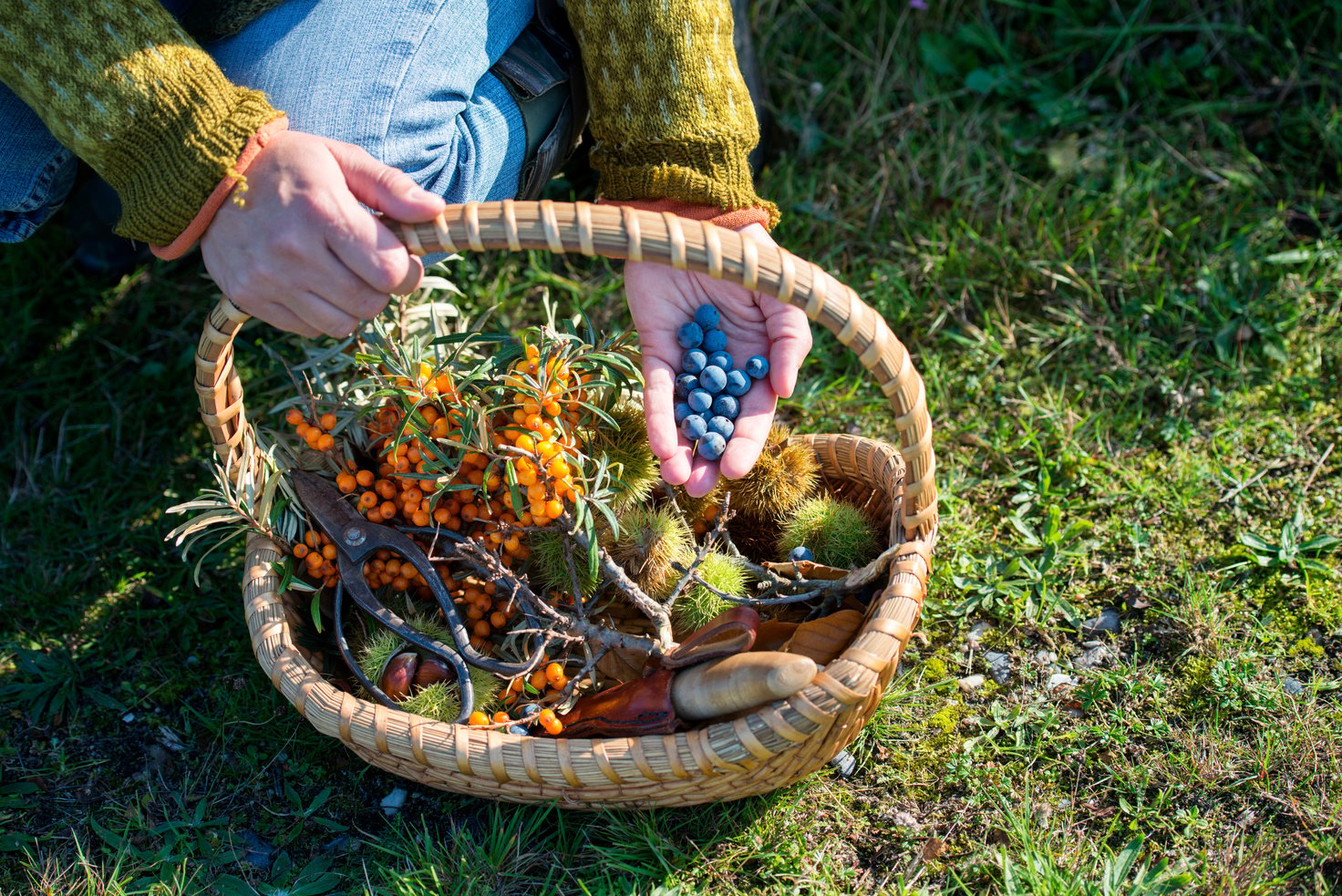 Food Forager in Denmark