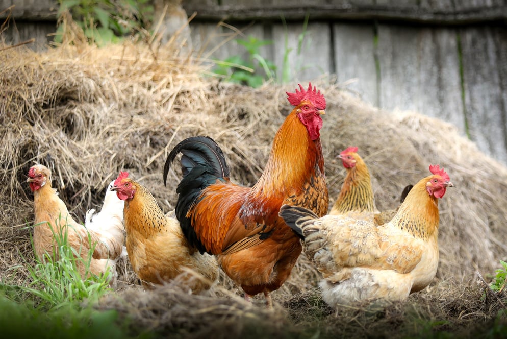 Chickens in the Farm